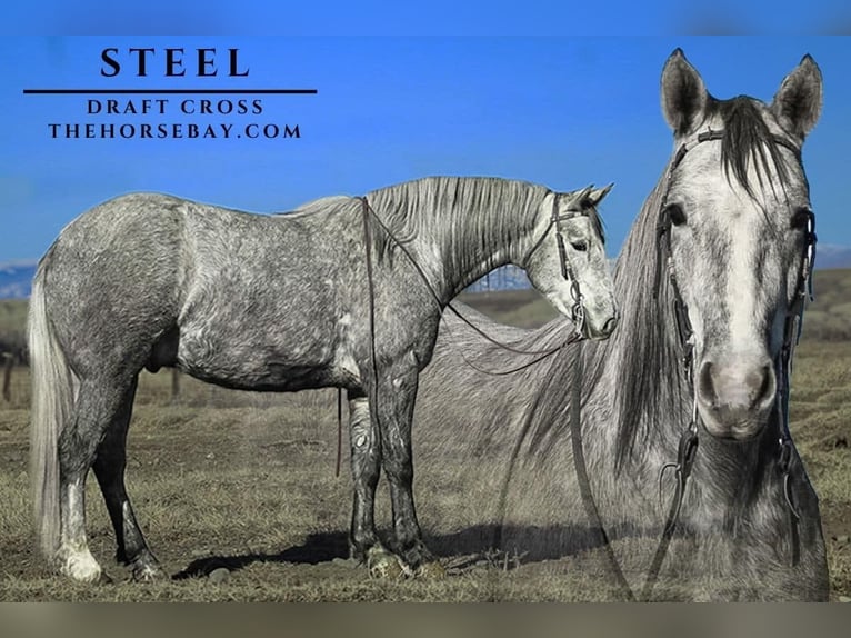 Draft Horse Castrone 4 Anni 152 cm  in Powell, WY
