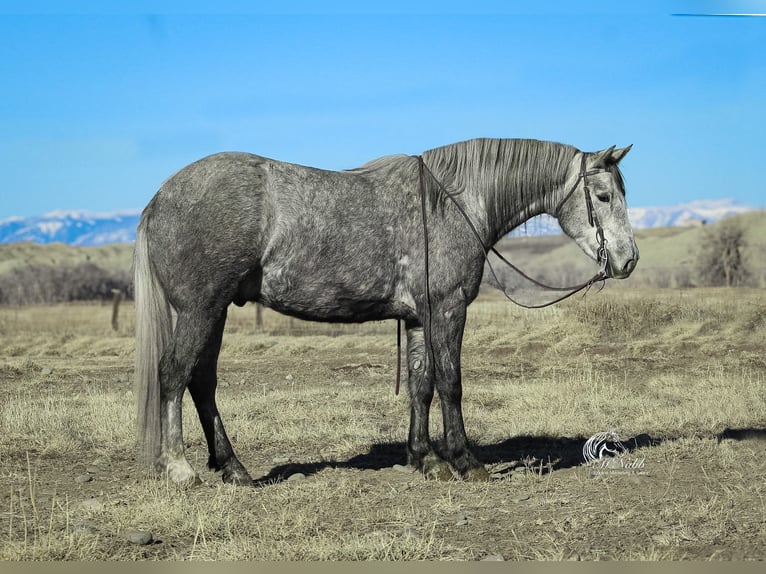 Draft Horse Castrone 4 Anni 152 cm  in Powell, WY