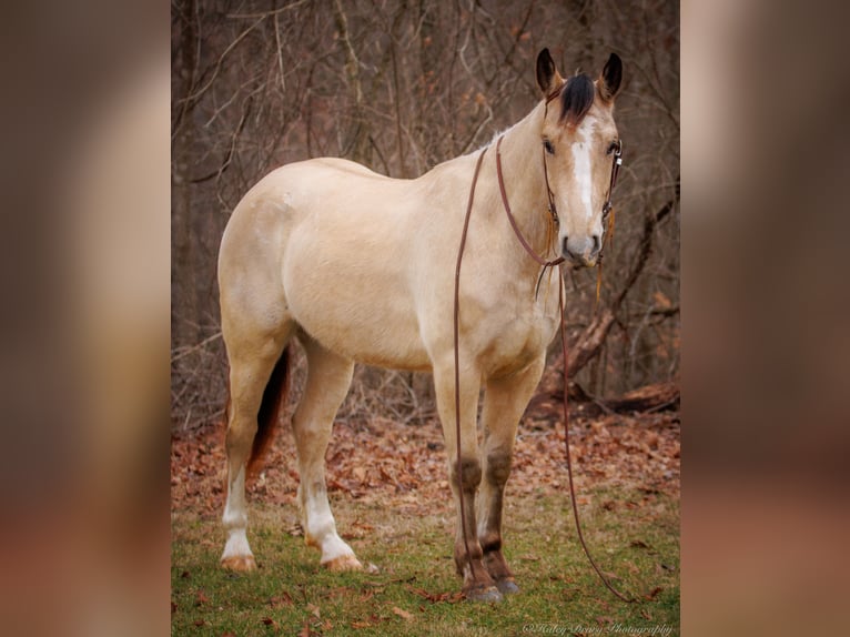 Draft Horse Mix Castrone 4 Anni 152 cm Pelle di daino in Auburn