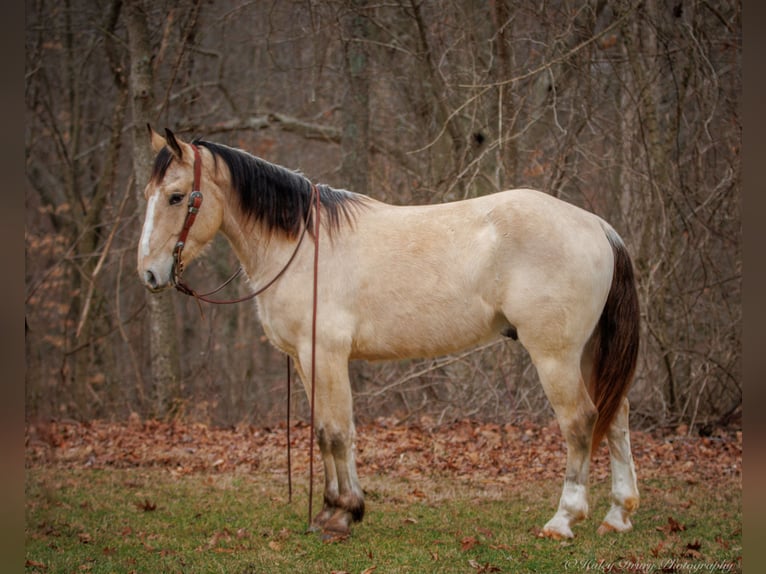 Draft Horse Mix Castrone 4 Anni 152 cm Pelle di daino in Auburn