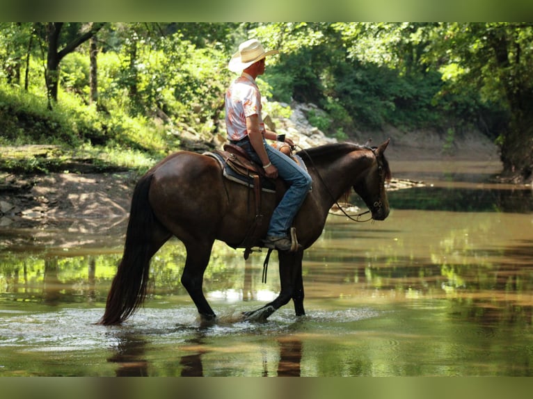Draft Horse Mix Castrone 4 Anni 152 cm Pelle di daino in Baxter Springs