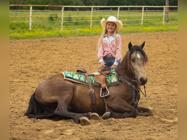 Draft Horse Mix Castrone 4 Anni 152 cm Pelle di daino in Baxter Springs