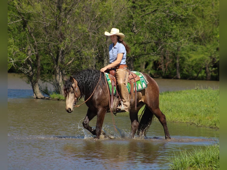 Draft Horse Mix Castrone 4 Anni 152 cm Pelle di daino in Baxter Springs
