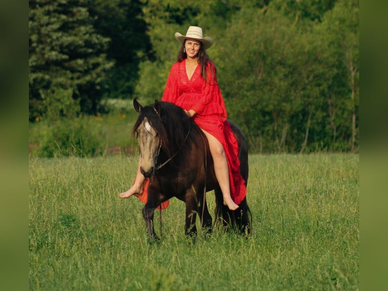 Draft Horse Mix Castrone 4 Anni 152 cm Pelle di daino in Baxter Springs