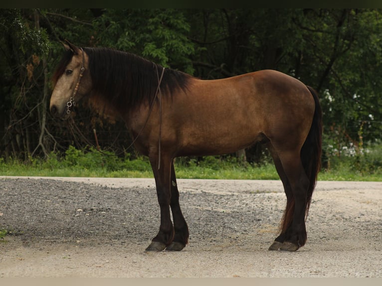 Draft Horse Mix Castrone 4 Anni 152 cm Pelle di daino in Baxter Springs