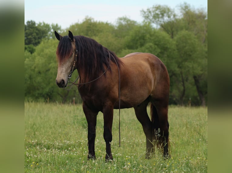 Draft Horse Mix Castrone 4 Anni 152 cm Pelle di daino in Baxter Springs