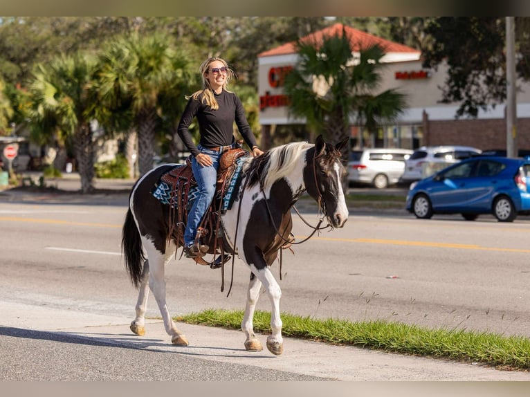 Draft Horse Mix Castrone 4 Anni 152 cm Pezzato in Ocala