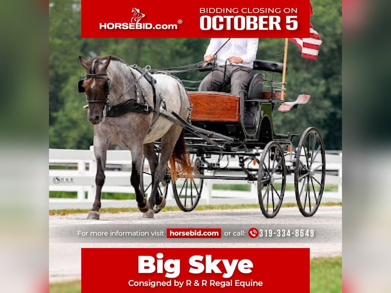 Draft Horse Mix Castrone 4 Anni 152 cm Roano blu in Independence