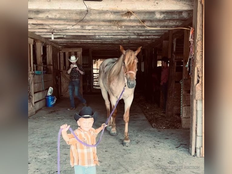 Draft Horse Castrone 4 Anni 152 cm Roano rosso in Sebree, KY