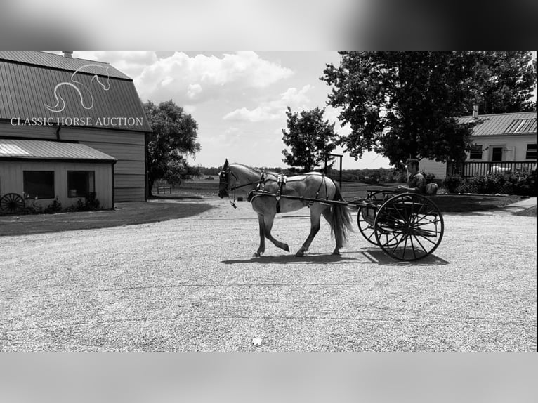 Draft Horse Castrone 4 Anni 152 cm Roano rosso in Sebree, KY