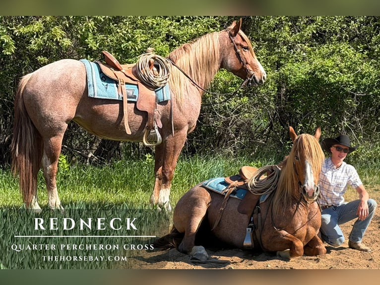 Draft Horse Mix Castrone 4 Anni 152 cm Roano rosso in Oakley, MI