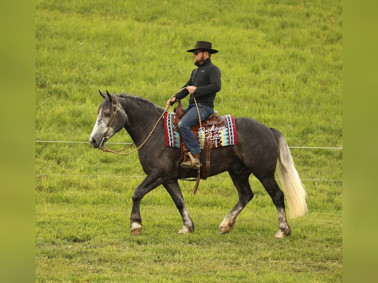 Draft Horse Mix Castrone 4 Anni 155 cm Grigio pezzato in Millersburg
