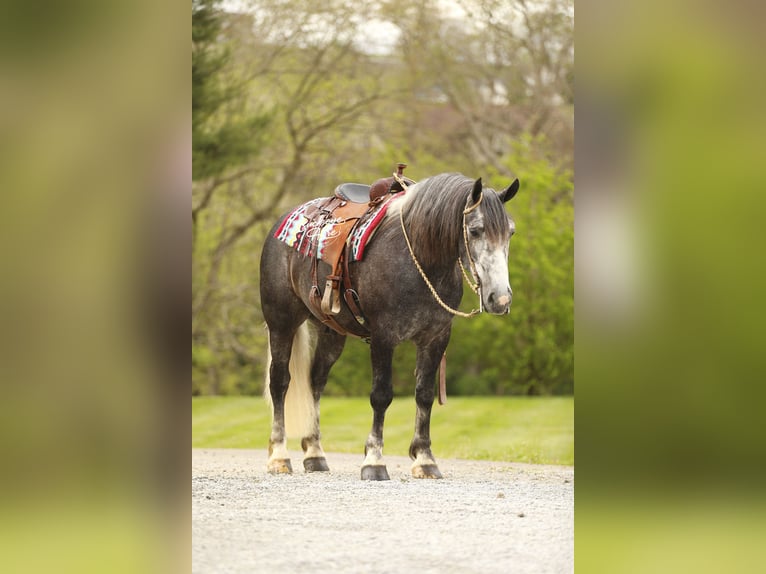 Draft Horse Mix Castrone 4 Anni 155 cm Grigio pezzato in Millersburg