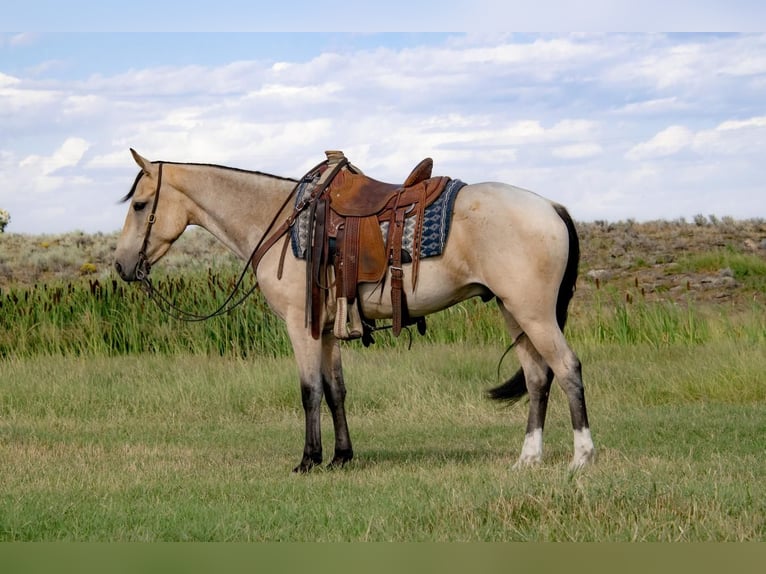 Draft Horse Mix Castrone 4 Anni 155 cm Pelle di daino in Rexburg, ID