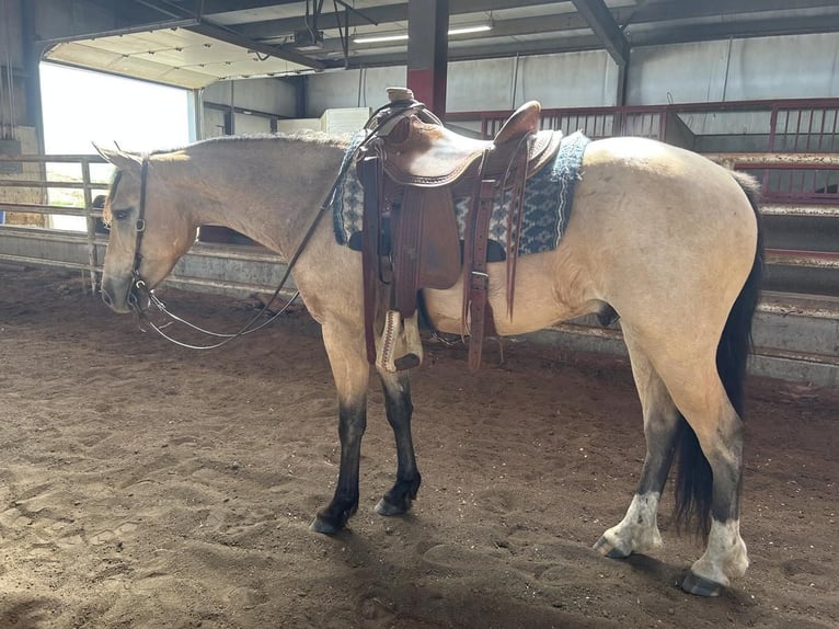 Draft Horse Mix Castrone 4 Anni 155 cm Pelle di daino in Rexburg, ID
