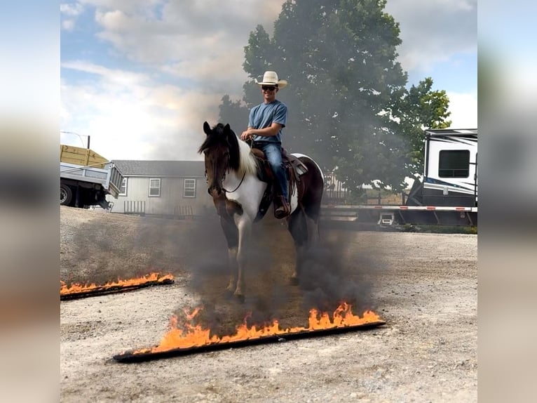 Draft Horse Mix Castrone 4 Anni 155 cm Pezzato in Gap