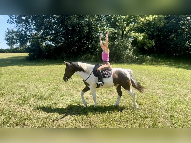 Draft Horse Mix Castrone 4 Anni 155 cm Pezzato in Gap