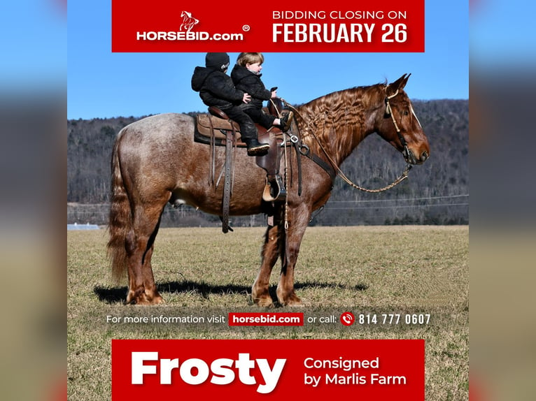 Draft Horse Mix Castrone 4 Anni 155 cm Roano rosso in Rebersburg, PA