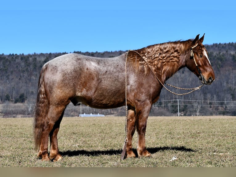 Draft Horse Mix Castrone 4 Anni 155 cm Roano rosso in Rebersburg, PA