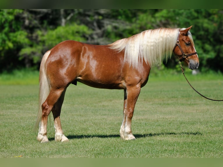 Draft Horse Mix Castrone 4 Anni 155 cm Sauro ciliegia in Amory