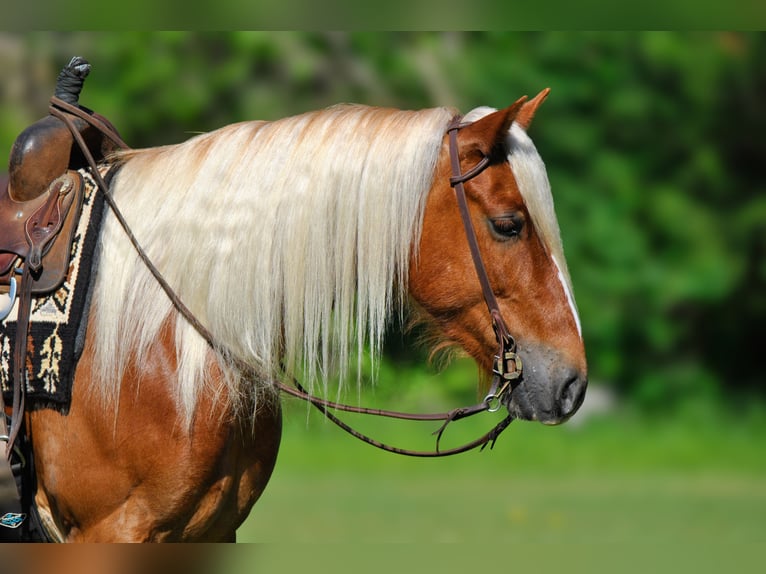 Draft Horse Mix Castrone 4 Anni 155 cm Sauro ciliegia in Amory
