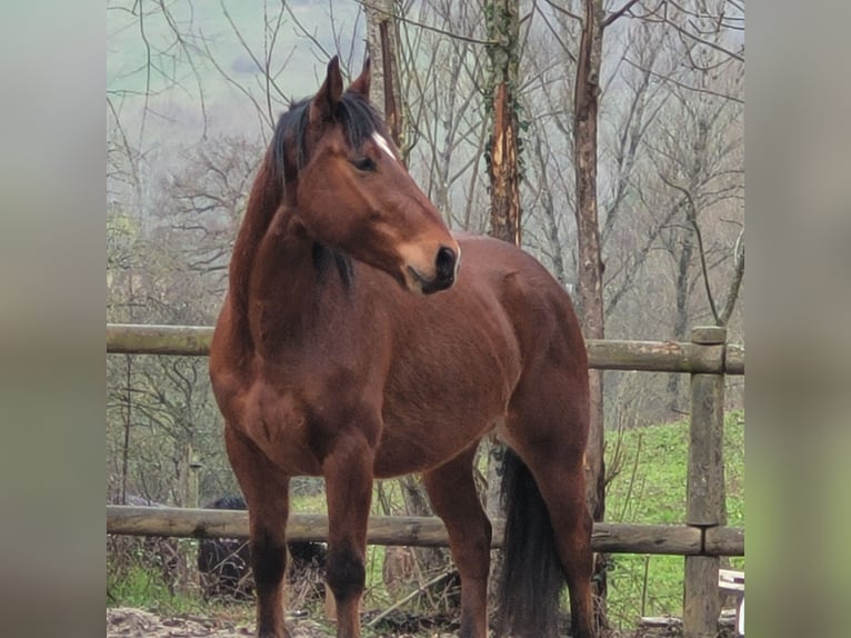 Draft Horse Castrone 4 Anni 156 cm Baio in Clairvaux-d&#39;Aveyron
