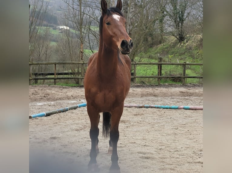 Draft Horse Castrone 4 Anni 156 cm Baio in Clairvaux-d&#39;Aveyron