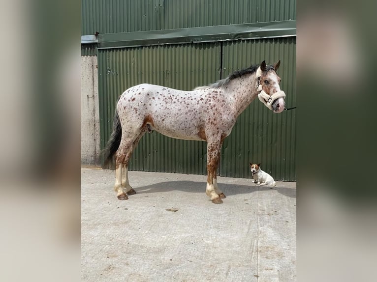 Draft Horse Castrone 4 Anni 156 cm Leopard in Sligo