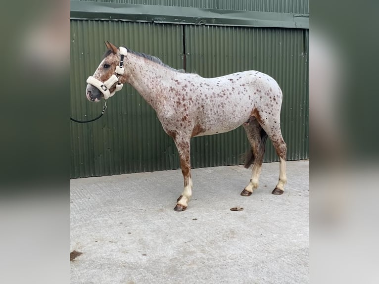 Draft Horse Castrone 4 Anni 156 cm Leopard in Sligo