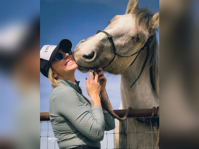 Draft Horse Castrone 4 Anni 157 cm Pelle di daino in Jacksboro