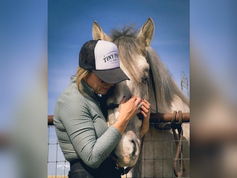 Draft Horse Castrone 4 Anni 157 cm Pelle di daino in Jacksboro
