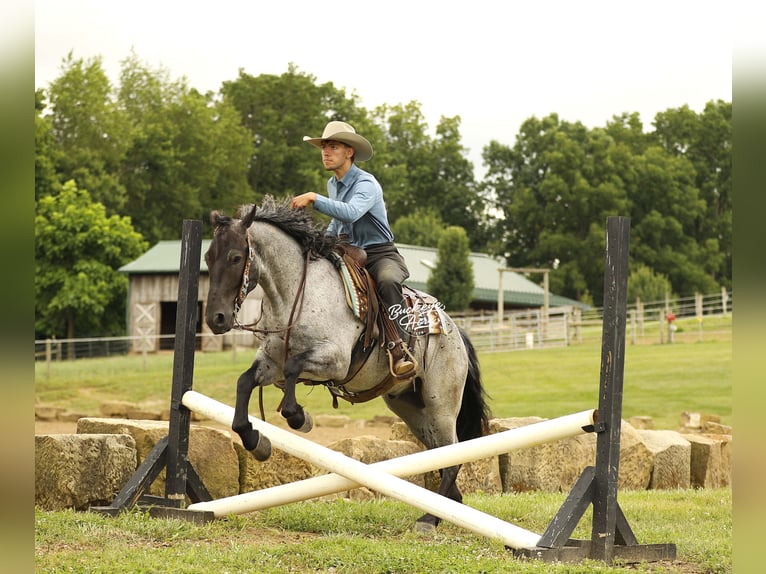 Draft Horse Mix Castrone 4 Anni 157 cm Roano blu in Millersburg