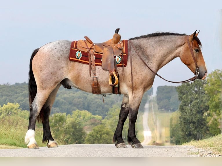 Draft Horse Mix Castrone 4 Anni 160 cm Baio roano in Mount Vernon