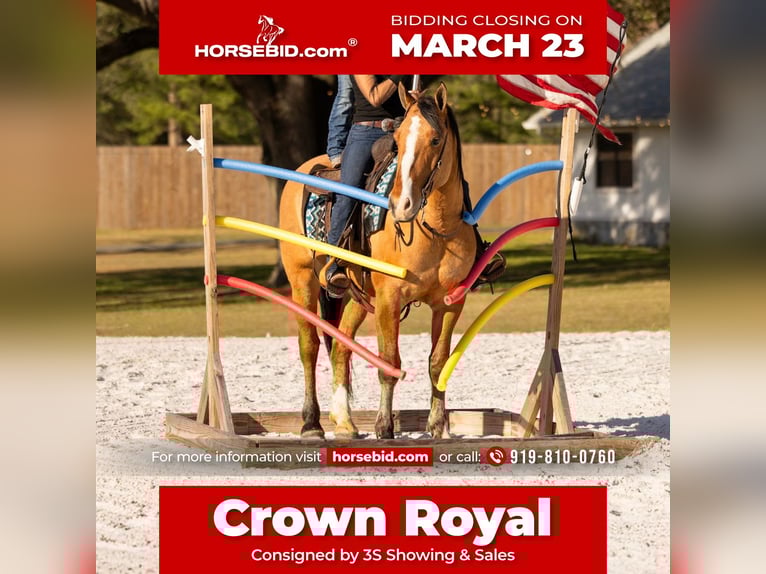 Draft Horse Mix Castrone 4 Anni 160 cm Falbo in Ocala