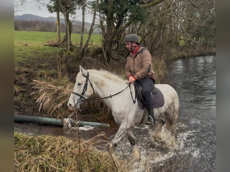 Draft Horse Castrone 4 Anni 160 cm Grigio in Sligo