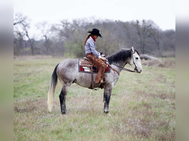 Draft Horse Mix Castrone 4 Anni 160 cm Grigio in Georgetown
