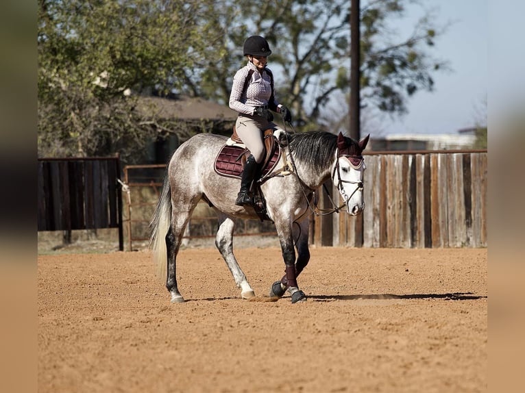 Draft Horse Mix Castrone 4 Anni 160 cm Grigio in Georgetown