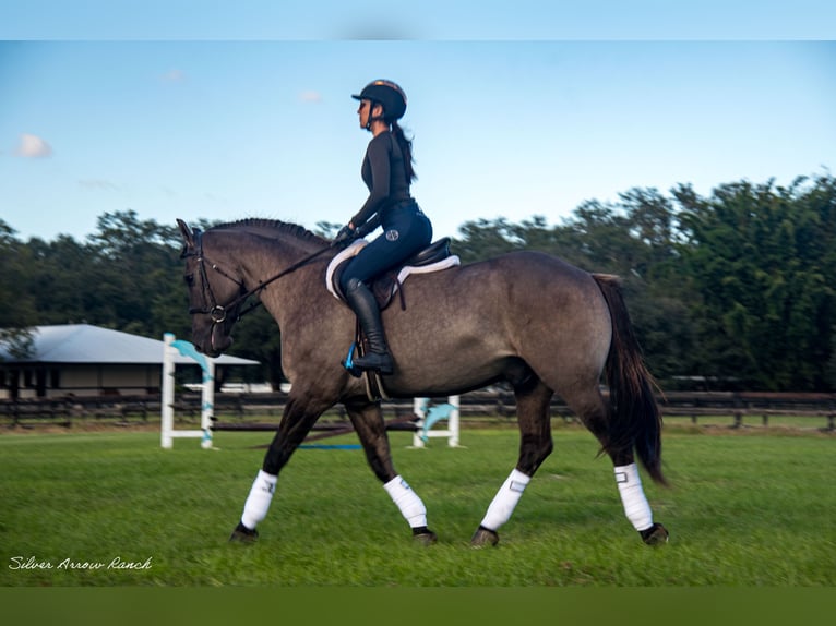 Draft Horse Mix Castrone 4 Anni 160 cm Grullo in Ocala, FL