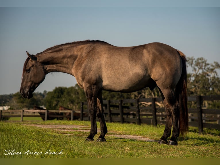 Draft Horse Mix Castrone 4 Anni 160 cm Grullo in Ocala, FL