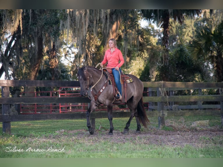 Draft Horse Mix Castrone 4 Anni 160 cm Grullo in Ocala, FL