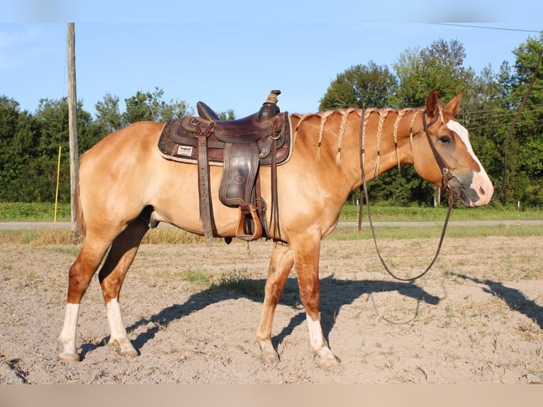 Draft Horse Mix Castrone 4 Anni 160 cm Red dun in Hartsville, SC