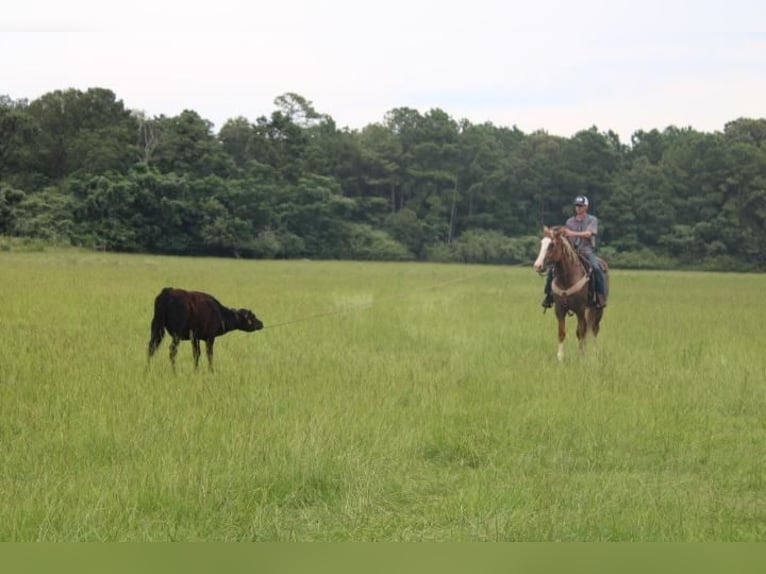 Draft Horse Mix Castrone 4 Anni 160 cm Red dun in Hartsville, SC