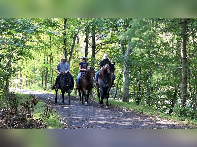 Draft Horse Mix Castrone 4 Anni 160 cm Roano blu in Howard, PA