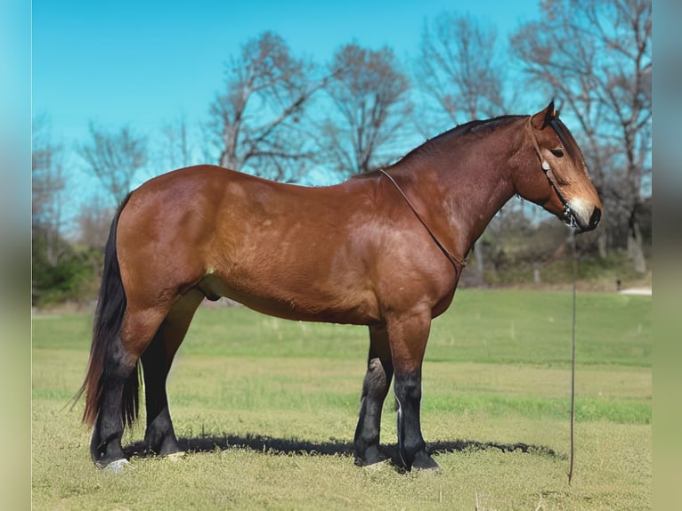 Draft Horse Mix Castrone 4 Anni 163 cm Baio ciliegia in Henderson