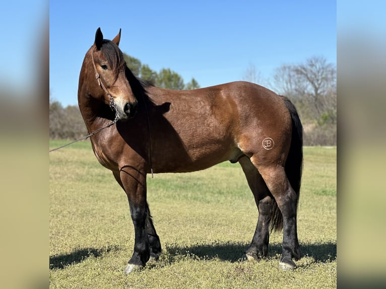 Draft Horse Mix Castrone 4 Anni 163 cm Baio ciliegia in Henderson
