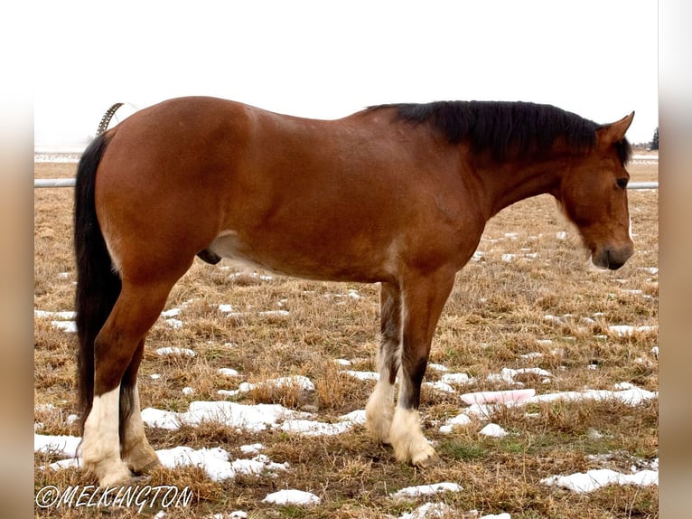 Draft Horse Mix Castrone 4 Anni 163 cm Baio ciliegia in Rigby