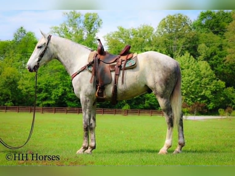 Draft Horse Castrone 4 Anni 163 cm Grigio pezzato in Flemingsburg