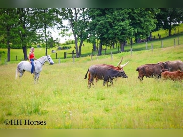 Draft Horse Castrone 4 Anni 163 cm Grigio pezzato in Flemingsburg