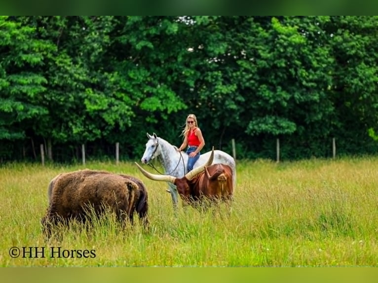 Draft Horse Castrone 4 Anni 163 cm Grigio pezzato in Flemingsburg
