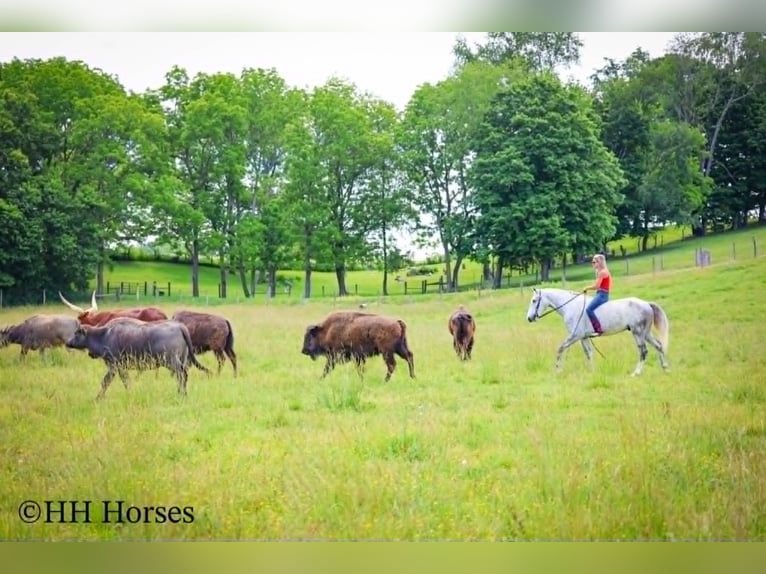 Draft Horse Castrone 4 Anni 163 cm Grigio pezzato in Flemingsburg